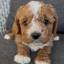 Clive - Red male Cavapoo puppy in Manheim, Pennsylvania from Paige Haldeman's Cavapoos and Shichons