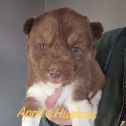 Yellow collar girl - Red and white female Siberian Husky puppy in Terre Haute, Indiana from April's Huskies