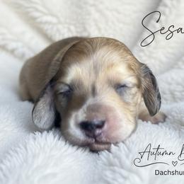 Sesame - Cream female Dachshund puppy in Clever, Missouri from Autumn Breeze Dachshunds