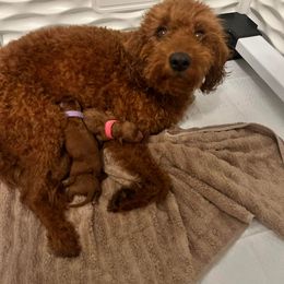 Labradoodle Puppies from Desert Mountain Doodles