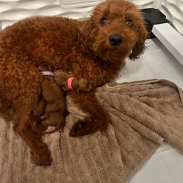 Labradoodle Puppies from Desert Mountain Doodles