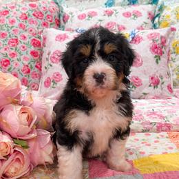 Robin - Tri-color female Bernedoodle puppy in Kilgore, Texas from Furry Tail Doodles