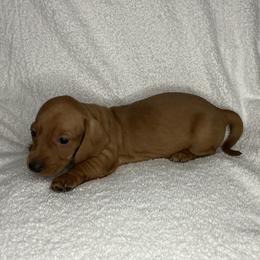 Franky - Red male Dachshund puppy in Mocksville, North Carolina from The Dachs of Hazzard Dachshunds
