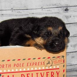 German Shepherd Puppies from 501 Shepherds