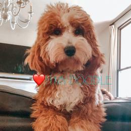 Fancy  - Goldendoodle