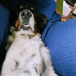 English Springer Spaniel Puppies from Ledge N' Tree English Springer Spaniels