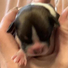Ellie - Brindle female Lhasa Apso puppy in Fort Worth, Texas from Cynthia's Lhasa Apsos