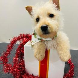 Scottish Terrier Puppies from Pilot Mtn Scottie’s
