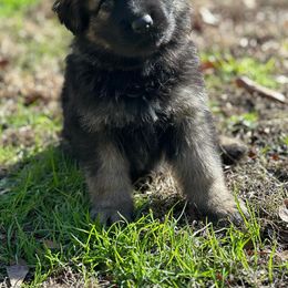 German Shepherd Puppies from StaFra German Shepherd Dogs