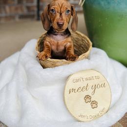 Dachshund Puppies from Jen's Doxie Den