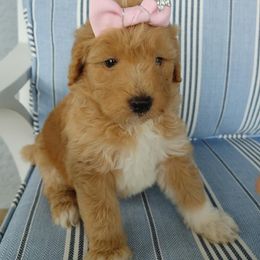 Aussiedoodle Puppies from Oatbird Ranch Aussiedoodles