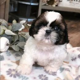 Aster - Black and white male Shih Tzu puppy in North Carolina from WillowCreek Mountain View Shih Tzu