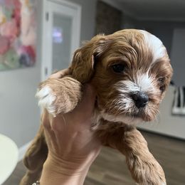 Cavapoo and Shihpoo Puppies from Haus of Doodles