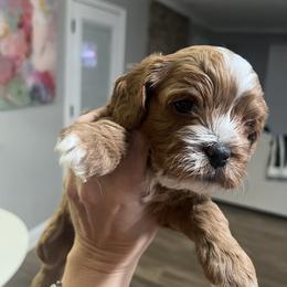 Cavapoo and Shihpoo Puppies from Haus of Doodles