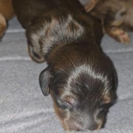 Pope - Black and tan male Dachshund puppy in Crystal River, Florida from DachGen