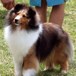 Labrador Retrievers and Shetland Sheepdogs from Enchanted Labradors & Shelties