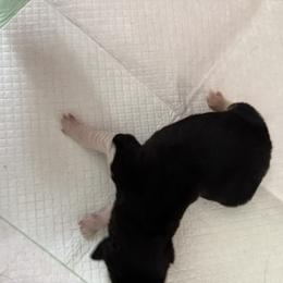 Newfoundland Puppies from Amanda Robinson