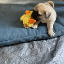 Pug Puppies from Briggs Family Pugs