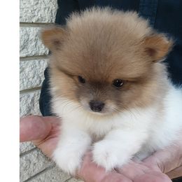 Pomeranian Puppies from Jaime's Pomeranians