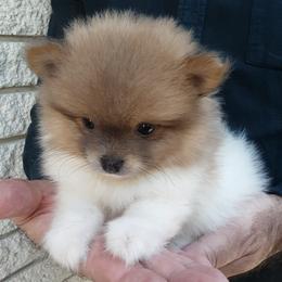 Pomeranian Puppies from Jaime's Pomeranians