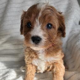 Pink Collar - Red female Cavapoo puppy in Powder Springs, Georgia from West Cobb Dogs