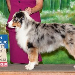 Spirit - Miniature Australian Shepherd
