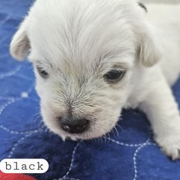 5th Pick Male - White male West Highland White Terrier puppy in Mayo, Florida from Carrot Tails LLC