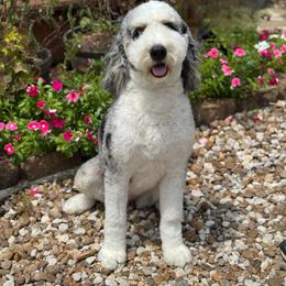 Bernedoodle puppies from Little Fur Friends Bernedoodles