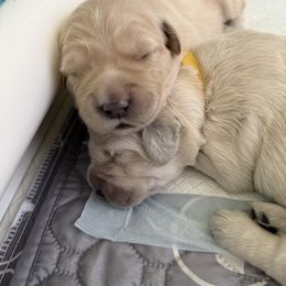 Golden Retriever Puppies from Novas Golden Puppies