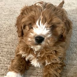 Cavalier King Charles Spaniel and Cavapoo Puppies from KC’s Cavs& Creams
