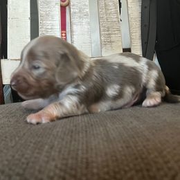 Dapple Isabella lilac boy - Dapple male Dachshund puppy in Lady Lake, Florida from Shotzie Doxie Co.