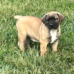 Sprout - Brown female Boerboel puppy in Guysville, Ohio from Fueled Kennel