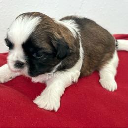 Google - Tricolor male Shih Tzu puppy in Weeki Wachee, Florida from Svitlana Geist