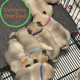 Pug Puppies from Cameo's Pugs