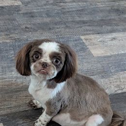 Juno - Shih Tzu