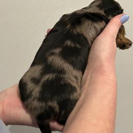 Dachshund Puppies from Brittany Thompson