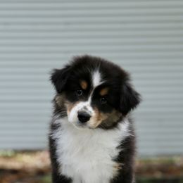 Australian Shepherd Puppies from Mezzo Australian Shepherds