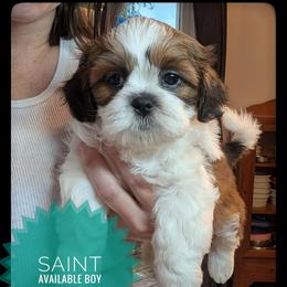 Saint - Red and white male Shih Tzu puppy in Orient, Ohio from Forever Friends Shih-Tzu