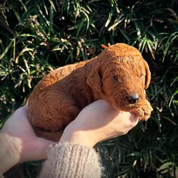 Orange Collar Girl - Red  female Poodle puppy in Modesto, California from Dry Creek Poodles
