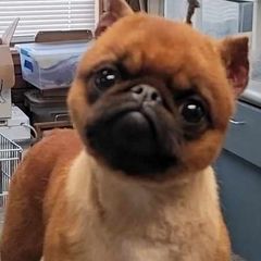 Mr. Dinkles - Brussels Griffon