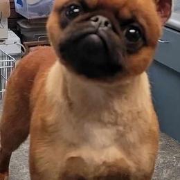 Mr. Dinkles - Brussels Griffon