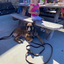 Dutch Shepherd and xDutch Shepherd All Grown Up from Raw Nature K9