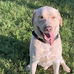 Dilute Retriever All Grown Up from DLime Ranch Silver Labs