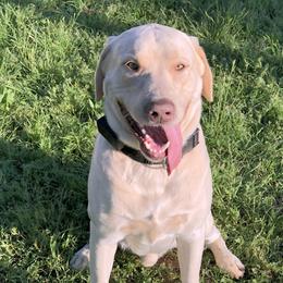Dilute Retriever All Grown Up from DLime Ranch Silver Labs