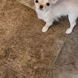 Chihuahua Puppies from Country Charm Chihuahuas