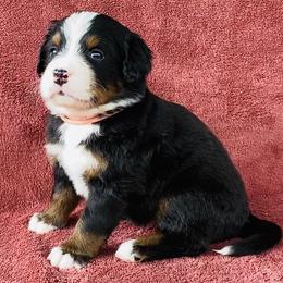 Pink Collar Female - Black rust and white female Bernese Mountain Dog puppy in Bristol, Tennessee from Holston Hollow Farm