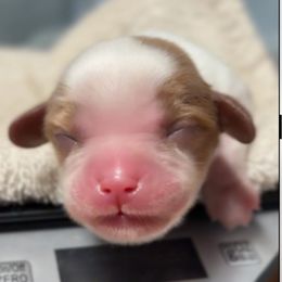 A. Boy - Blenheim male Cavalier King Charles Spaniel puppy in Siloam Springs, Arkansas from Queen Cavaliers