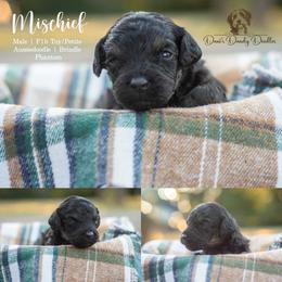 Mischief - Black phantom male Aussiedoodle puppy in Roebuck, South Carolina from Dani's Dandy Doodles