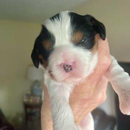 ELLIE - Tri-color female Cavapoo puppy in Lexington, Kentucky from Callaway's Cavaliers