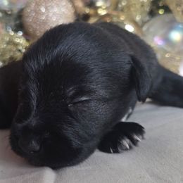 Boy 4 - Black male Miniature Schnauzer puppy in Titusville, Florida from Alysha's Grandbabies